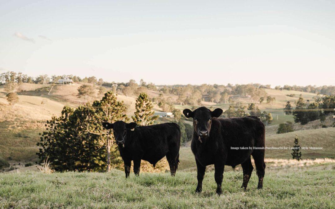 Embracing Sustainability: The Benefits of Local Grass-Fed Beef